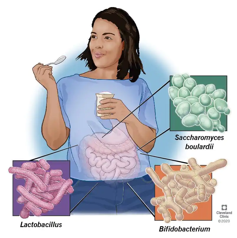 Probiotics for a Healthy Gut Flora and a Happy Belly 1 Probiotics for a Healthy Gut Flora and a Happy Belly