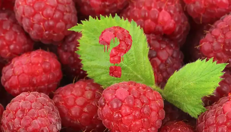 Are Raspberries Healthy? History, Origin, Nutrients and Kitchen Uses + Recipes.