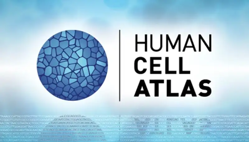 Google Maps for the Human Body? How the HCA Is Changing Our View of Biology.
