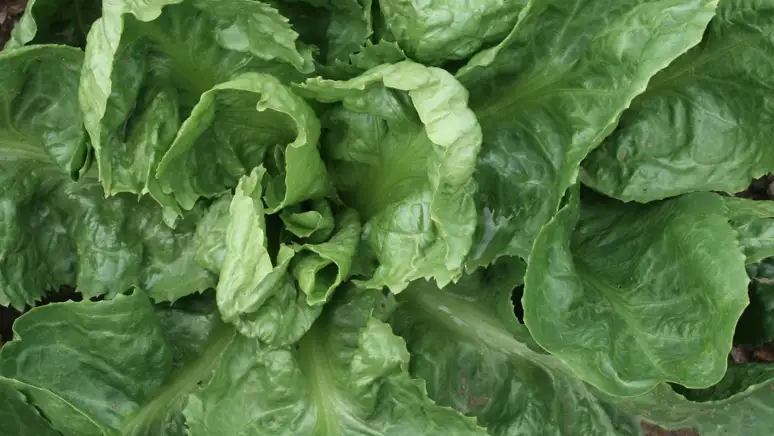 All About Endive: Health Benefits, Recipes, and Growing Tips.