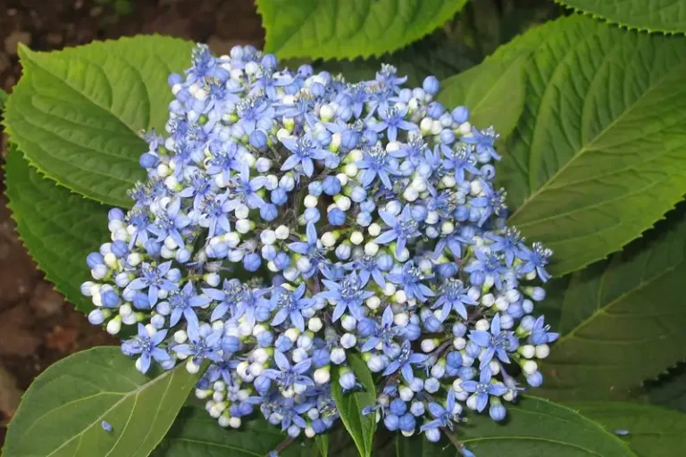 2,000-Year-Old Chinese Herb (Dichroa febrifuga Lour) Shows Promise for Weight Loss and Obesity.