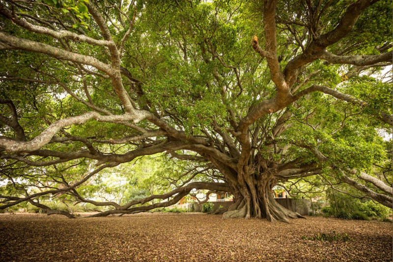 These Fruit Trees Turn CO₂ Into Stone - And Could Save the Planet.