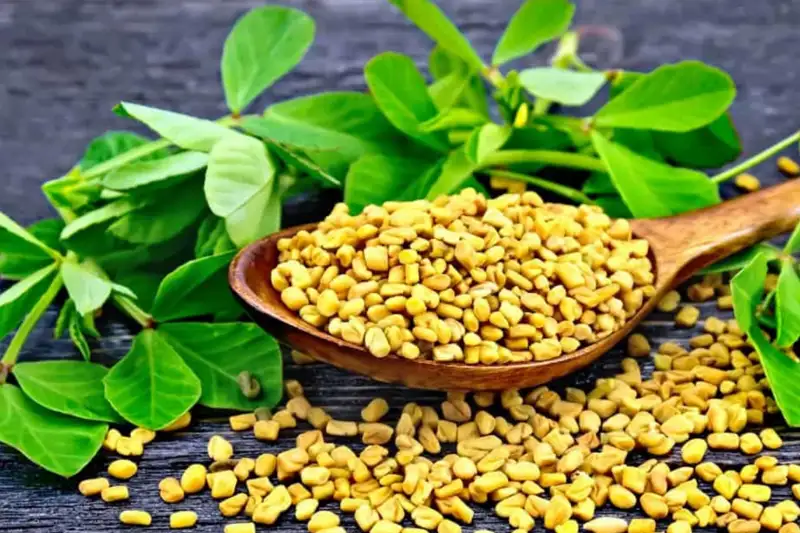 Fenugreek: 9 Applications for Body, Libido, and Recovery.